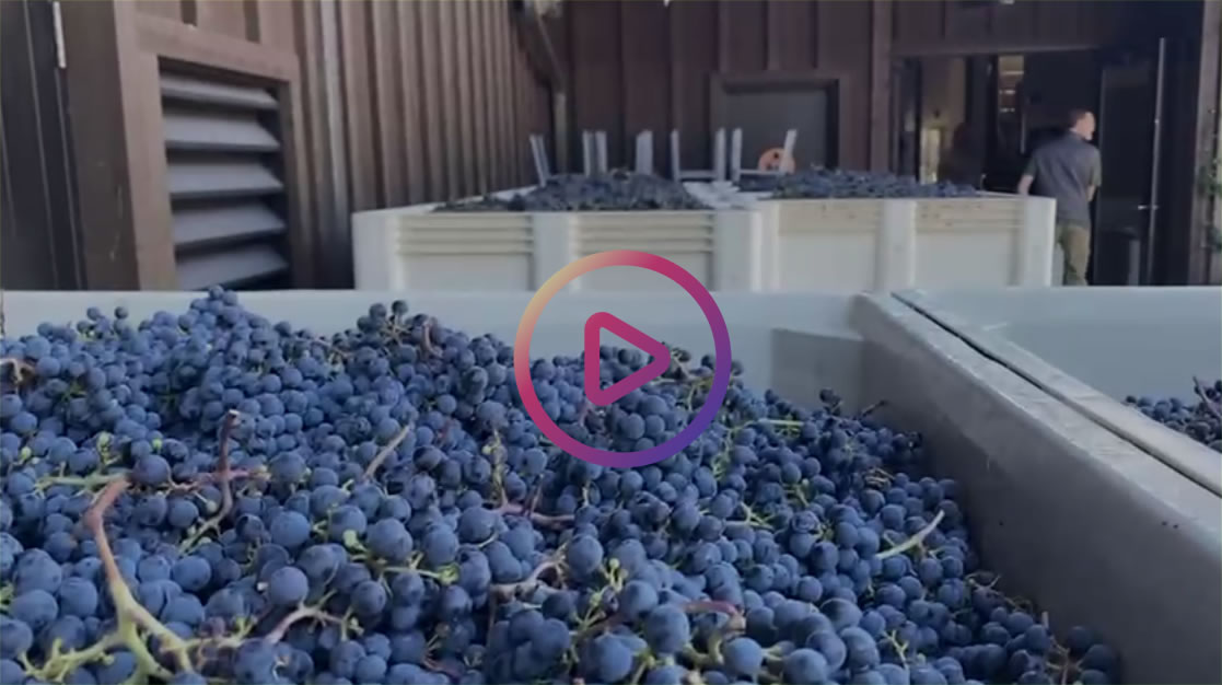 From Vine to Vintage: Discover the Journey of Handpicked Grapes to Fine Wine in an SUV, Sedans